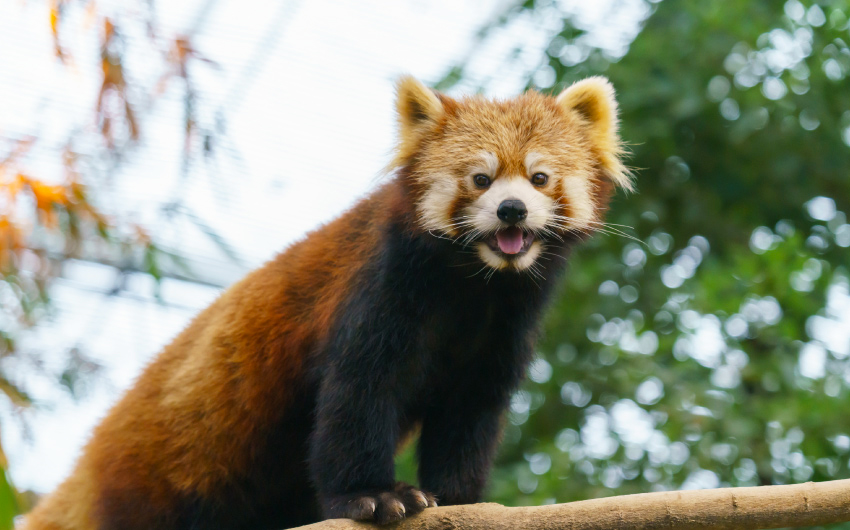 神戶動物王國